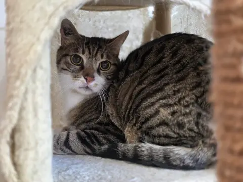 Yuki