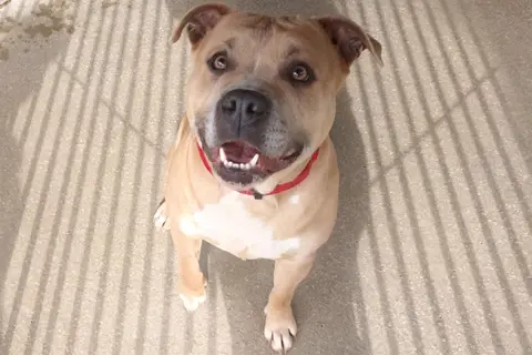 Tyson photo 2
