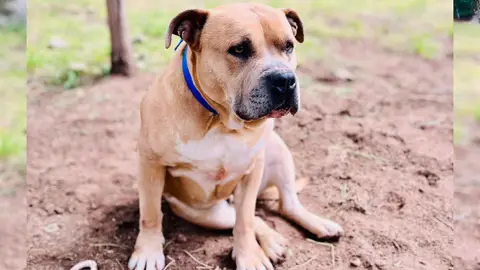 Tyson photo 3