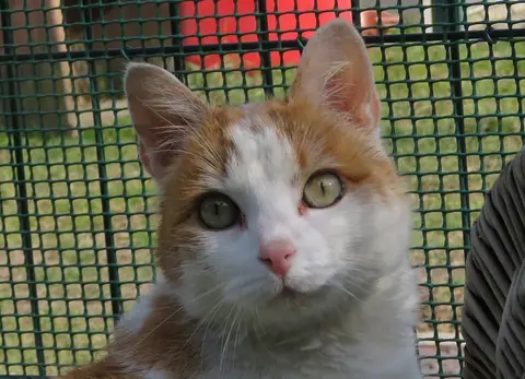 Caramel