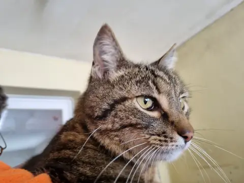 Peaky photo 5