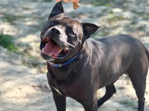 DJANGO