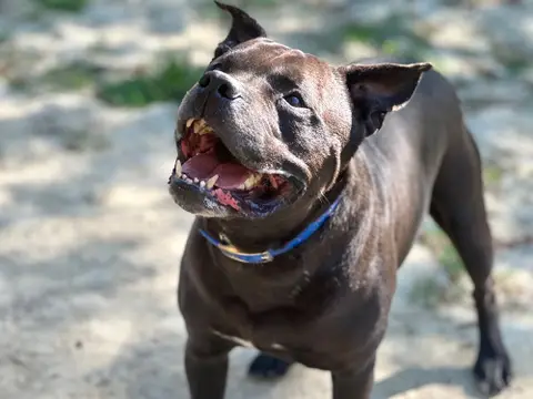 DJANGO photo 3