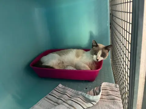 GROUTI (FIV +)