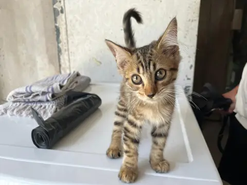CARAMEL ( Réservé )