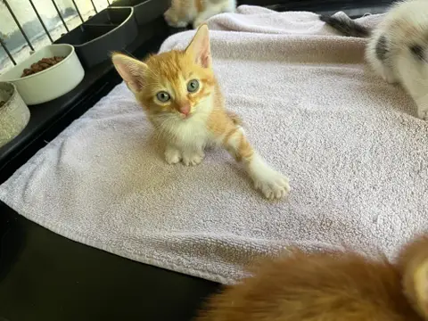 MINNIE