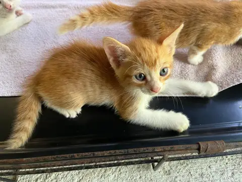 MERLIN