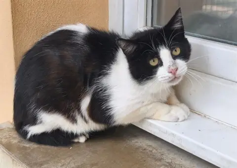NASH