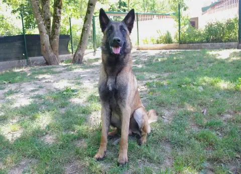 LOKI PAA22873 photo 2