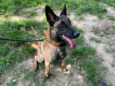 LOKI PAA22873 photo 3
