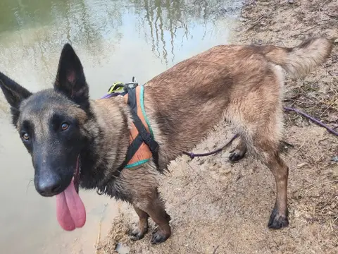 LOKI PAA22873 photo 4