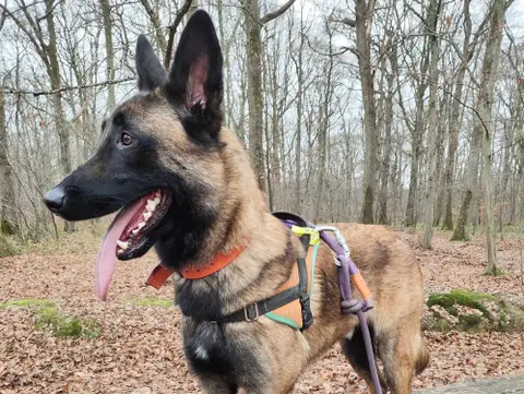 LOKI PAA22873 photo 5