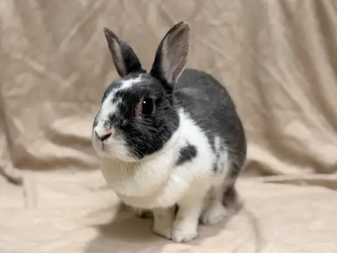 ISA