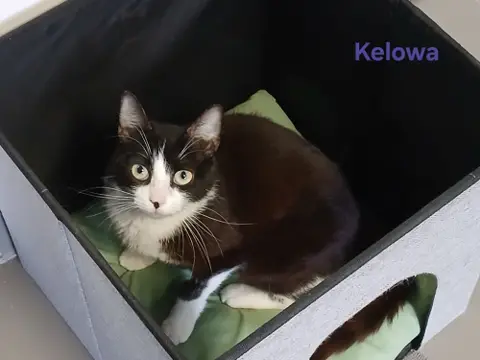 Kélowa