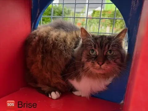 Brise