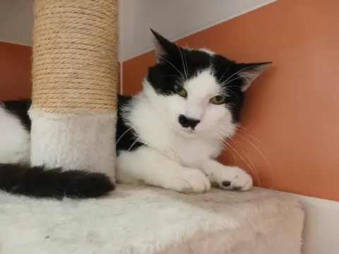 BENNY