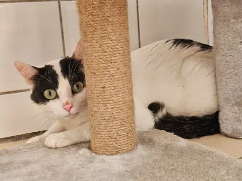 MOJO