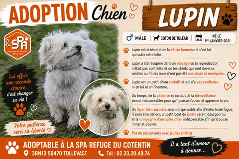 Lupin