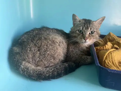 GREGORY photo 3