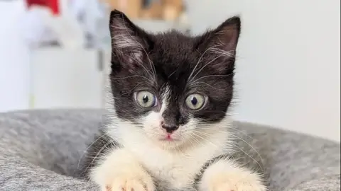 PETITCHOU