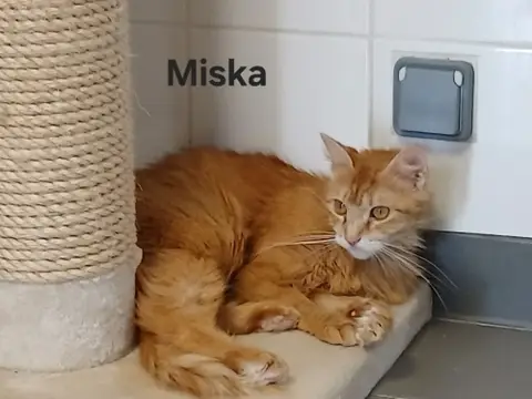 Miska