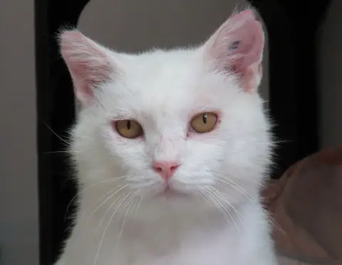 GANDALF