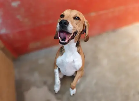 MAYKO