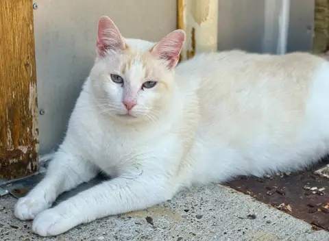 Caramel photo 5