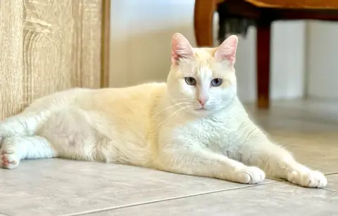 Caramel