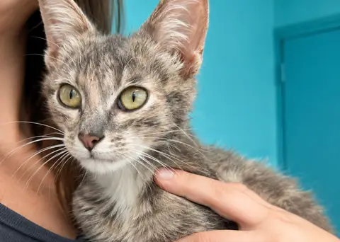 Mirabelle