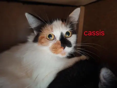 Cassis