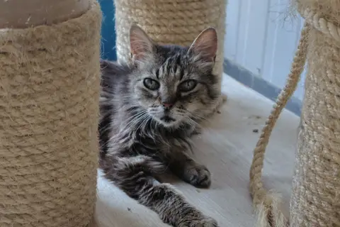 Lys (en cours d'adoption)