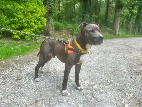dante photo 2