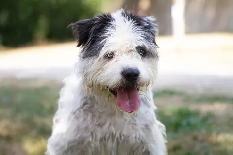 Adopter JOHNNY  OAA20048