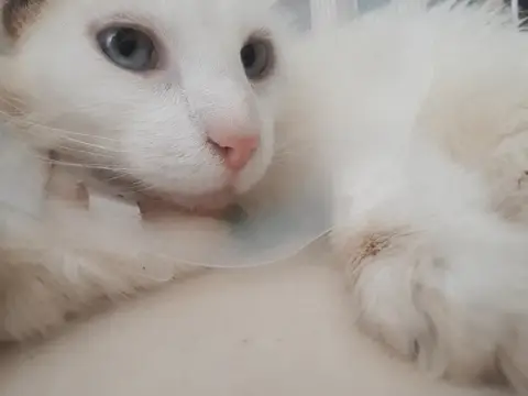 COTON QCT