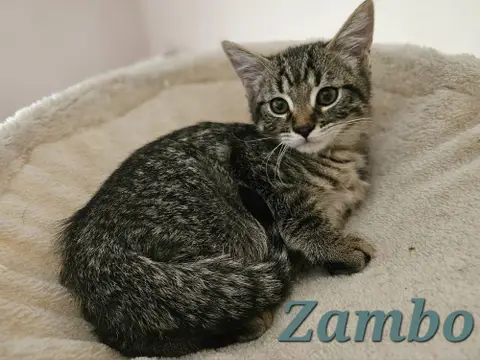 ZAMBO (A TROUVE SA FAMILLE)