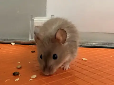 BISCUIT photo 4