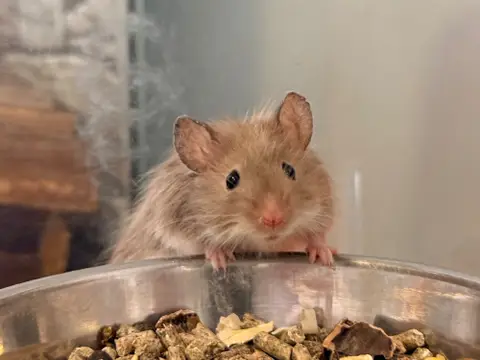 BISCUIT