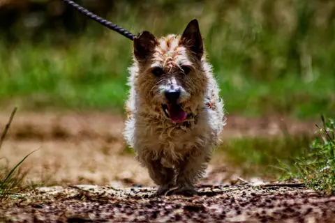 Snoopy photo 3