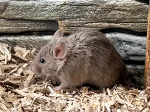 BABOUCHE