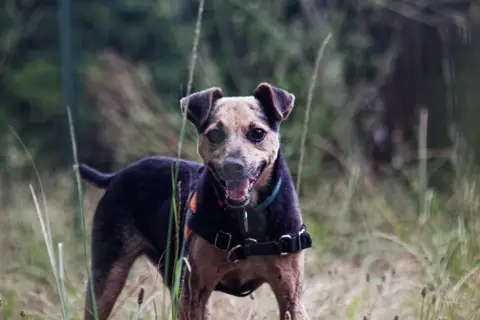 Otis
