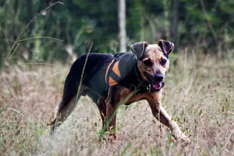 Otis photo 3