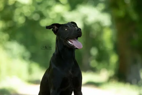 Ava