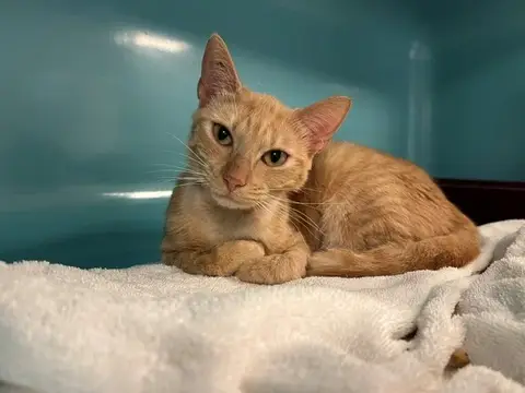 praline