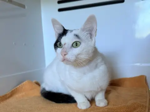 ARLETTE FIV+ photo 2