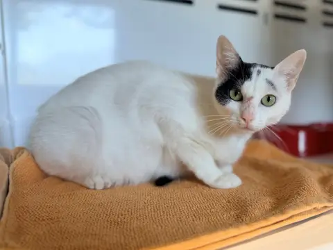ARLETTE FIV+ photo 3
