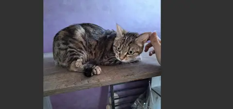 ENA