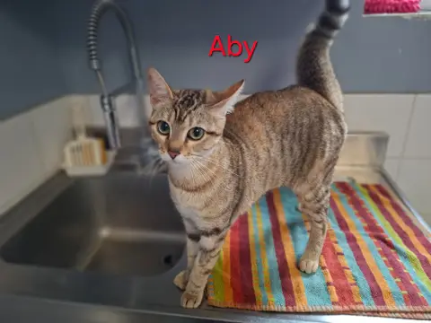 Aby