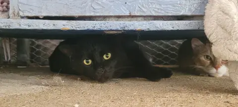 BIBI