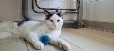 BISCUIT